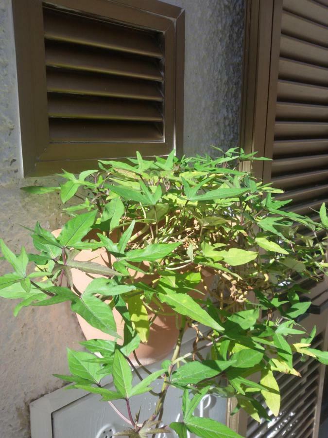 모노폴리 La Casa Di Lo 아파트 외부 사진